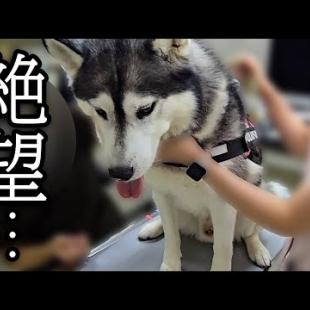 緊急で病院から呼び出されました...