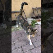 😺Cat says this is my territory 😍#shorts #cat #catvideos #animals #cute