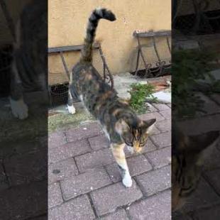 😺Cat says this is my territory 😍#shorts #cat #catvideos #animals #cute