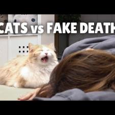 Cats vs Fake Death