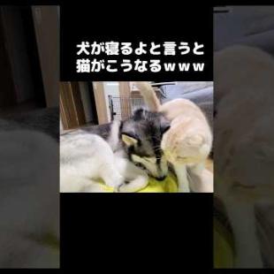 優しい犬が育てた猫は【寝るよ】と言うとこうなる#猫 #husky #siberianhusky