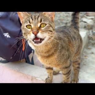 Homeless hungry cats meow loudly for food and affection