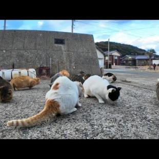 島の猫たち晩御飯食べてます。