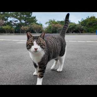 漁港近くの石のベンチに座るとキジ白猫と茶トラ猫が寄ってきた