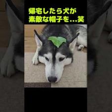 帰宅したら犬が素敵な帽子を被ってた...笑#shorts