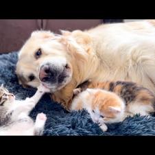 Poor Golden Retriever Was Attacked by Tiny Kittens in a Dog Bed