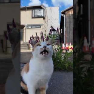 港近くのよく喋る三毛猫ちゃん