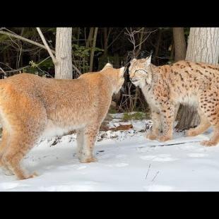 ЛЕГЕНДАРНАЯ ПРОГУЛКА РЫСИ УМКИ И СИМБЫ