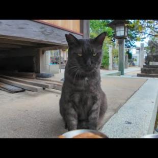 神社で出会った黒猫ちゃんにちゅーるをあげてみた🐾✨