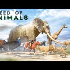 SPEED COMPARISON 3D | Animals 🦌