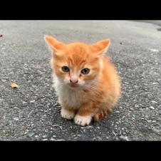 Where are you Mom? Hungry Kitten is looking for his mom😿💔