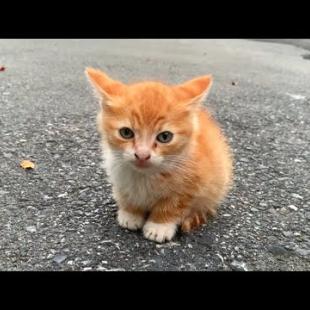 Where are you Mom? Hungry Kitten is looking for his mom😿💔