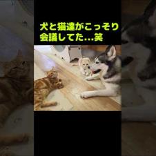 犬と猫達がこっそり会議してた...笑#shorts