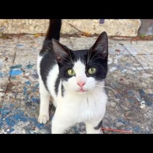 Playful kitten plays very cute game, you will have a lot of fun watching it