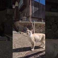 ちょっと機嫌が悪かったキジトラ猫ちゃん