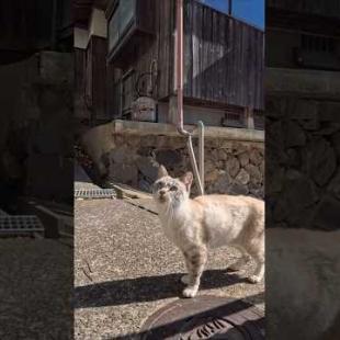 ちょっと機嫌が悪かったキジトラ猫ちゃん