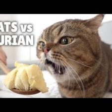 Cats vs Durian