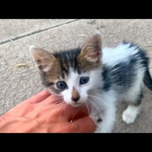 😿❤️ The Little Stray Kitten Won't Leave Me ... She Won't Let Me Come Home