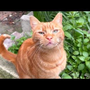 Orange homeless cat purrs for love and attention, our love is mutual