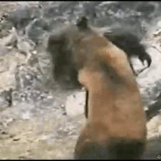 Gorilla vs bear