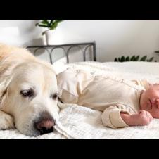 Golden Retriever and Newborn Baby Fall Asleep Together for the First Time