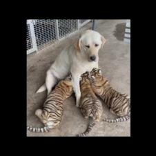 baby tiger breast milk into dog mother video
