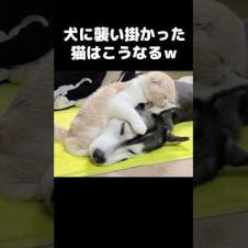 深夜に犬に襲い掛かってた猫はこうなる...笑#shorts