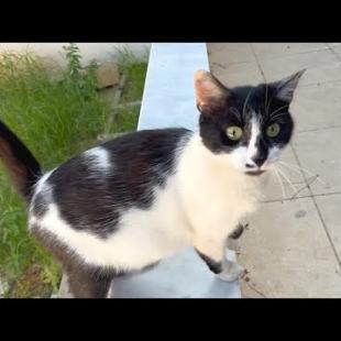 Pregnant cat and new mother cat meow at me for food