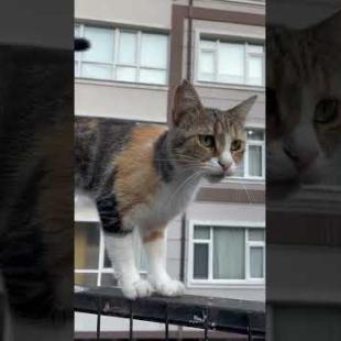 This is what it would look like if a cat talked 😂🐾 #shorts #kitten #cat #catlove #cute #animals