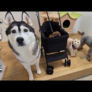 初めて犬と子猫を連れて紅葉を見に行ったら楽しすぎてこうった...