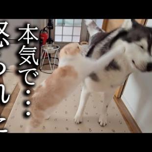 家出したと思って猫を探し回っていたら猫に怒られた...