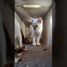 側溝の中の子猫