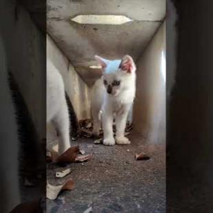 側溝の中の子猫