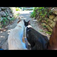 寄り添って坂道を降りる仲良し猫コンビ♡可愛さが尊すぎる