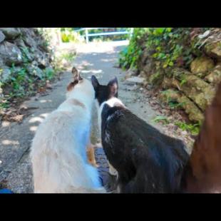 寄り添って坂道を降りる仲良し猫コンビ♡可愛さが尊すぎる