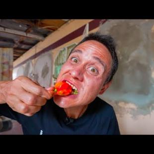 1,463,700 Scoville!! 🌶 SCORPION CHILI PEPPERS - Spiciest Food in Trinidad & Tobago!!