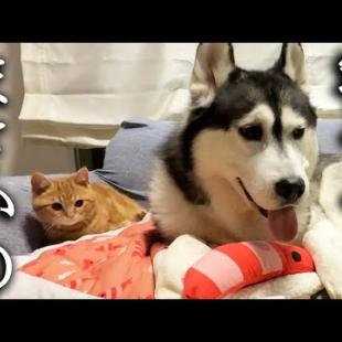 犬が「寝るよ！」と言うと子猫がまさかの行動に...