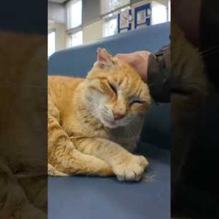 強風でフェリー欠航。待合室には猫が寝ていました #猫