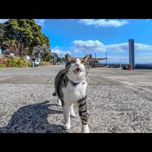 漁港を歩いていると猫がモフられに歩いてきた