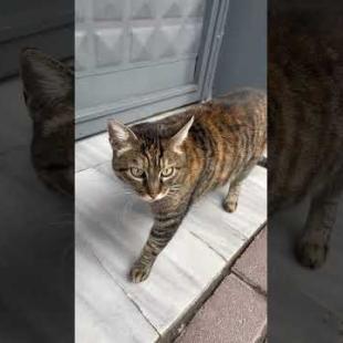 I introduce you to the beautiful eyed tabby cat #shorts #kitten #cat #cats #catsofyoutube #animals