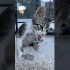 Kitten's Cleaning Routine: You'll Melt While Watching! 🐱#shorts #kitten #cat #catlove #cute #animals