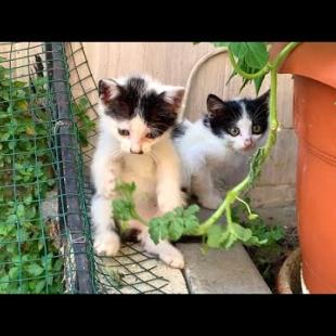 Mini Cats' Play Party! 🎉 Super Cute and Funny Moments!