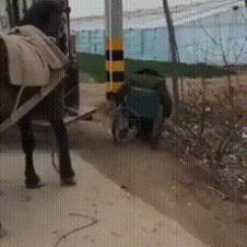 넘어진 주인 구하는 말