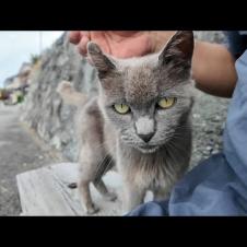 猫島で出会ったグレーの猫がかわいすぎた