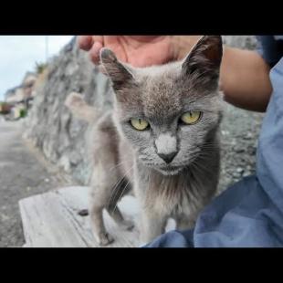 猫島で出会ったグレーの猫がかわいすぎた