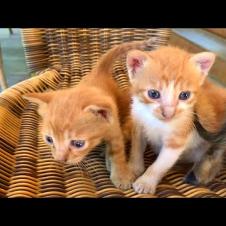 These Images Will Warm Your Heart… Little Kittens Looking for Their Mothers 💖