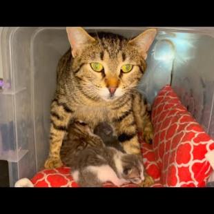 Mother cat keeps her kittens in front of her with protective attitude