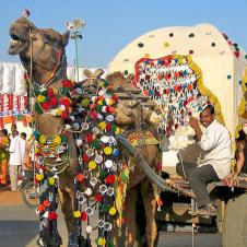 인도, 푸쉬카르(Pushkar) 낙타축제