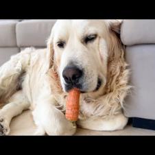 Poor Golden Retriever is Attacked by Sleep While Eating