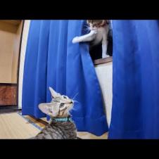 【猫旅館】猫じゃらし卒業!? カーテン遊びに夢中な子猫兄弟が可愛すぎる件🐾💖